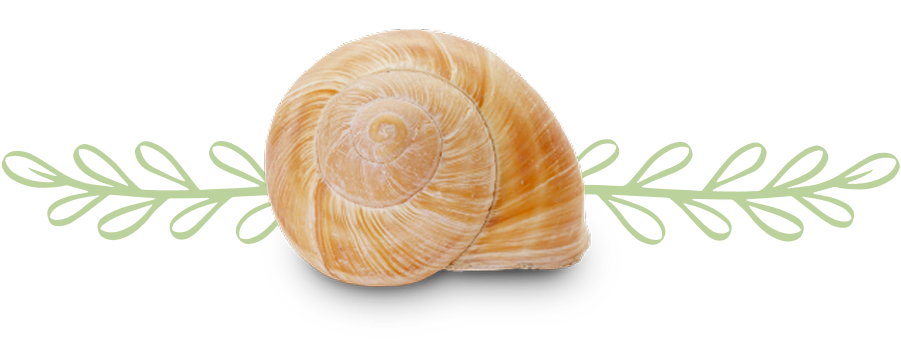 photo-detail-escargot